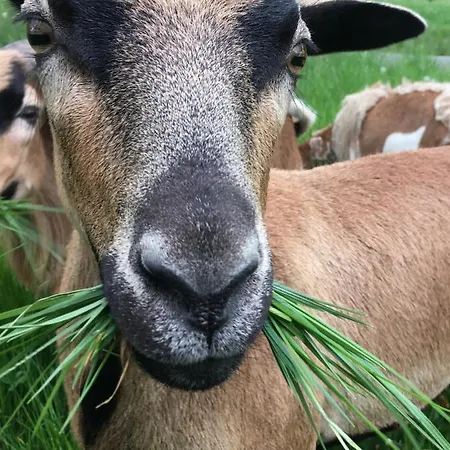 Apartment Kellerstöckl Am Veganen Bio-lebenshof Varm - Vegane Farm Bergla