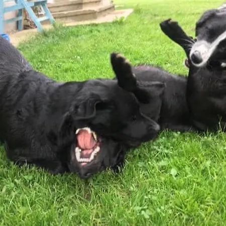 アパート Kellerstoeckl Am Veganen Bio-lebenshof 