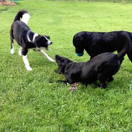 Varm: Vegan Bio-farm For Dog Lovers And Nature Enthusiasts *