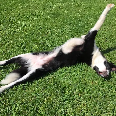 Kellerstoeckl Am Veganen Bio-lebenshof 