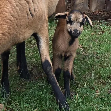 Kellerstoeckl Am Veganen Bio-lebenshof 