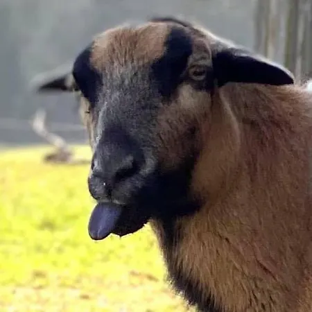 Kellerstoeckl Am Veganen Bio-lebenshof 