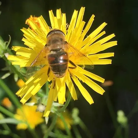 Kellerstoeckl Am Veganen Bio-lebenshof 