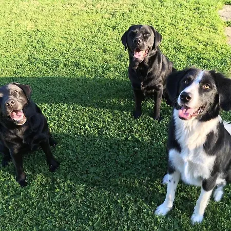 Varm: Vegan Bio-farm For Dog Lovers And Nature Enthusiasts * Sulb