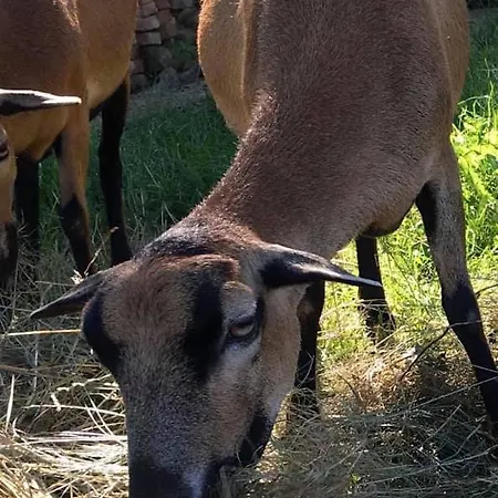 Kellerstoeckl Am Veganen Bio-lebenshof 
