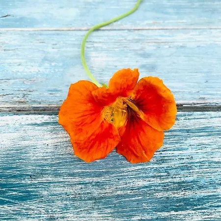 Kellerstoeckl Am Veganen Bio-lebenshof 