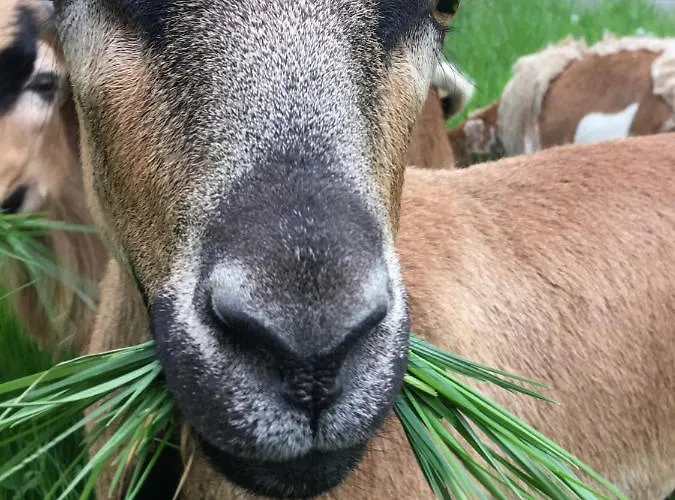 Apartment Kellerstöckl Am Veganen Bio-lebenshof Varm - Vegane Farm Bergla