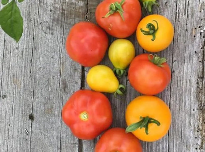 Apartment Kellerstöckl Am Veganen Bio-lebenshof Varm - Vegane Farm *