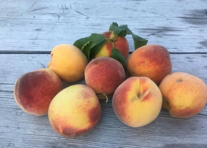 Apartment Varm: Vegan Bio-farm For Dog Lovers And Nature Enthusiasts Bergla