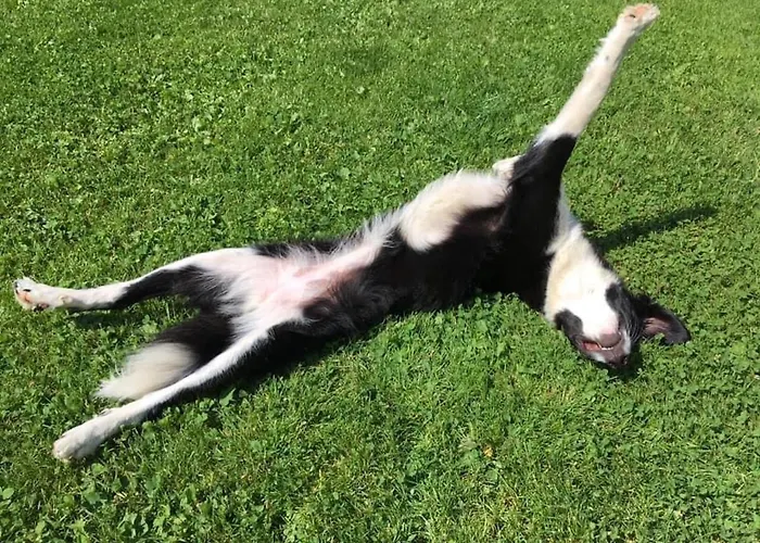 Varm: Vegan Bio-farm For Dog Lovers And Nature Enthusiasts Apartment *