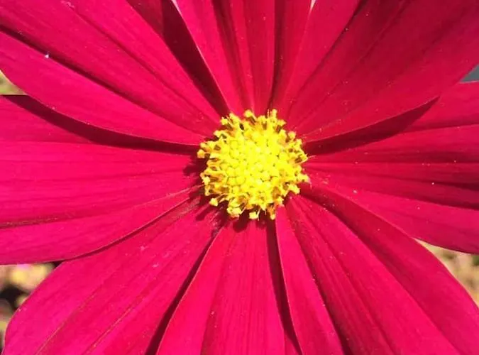 Apartment Varm: Vegan Bio-farm For Dog Lovers And Nature Enthusiasts Bergla