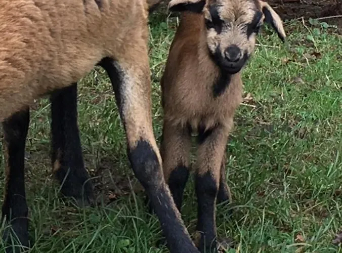 Kellerstöckl Am Veganen Bio-lebenshof Varm - Vegane Farm *