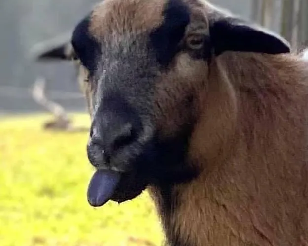 Kellerstöckl Am Veganen Bio-lebenshof Varm - Vegane Farm Apartment