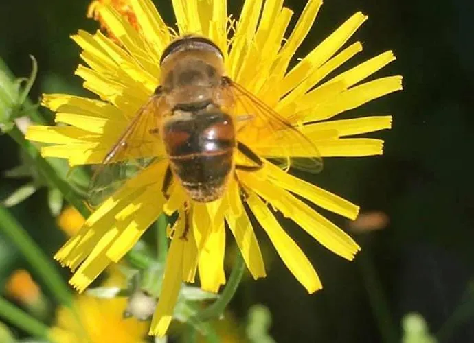 Kellerstoeckl Am Veganen Bio-lebenshof 