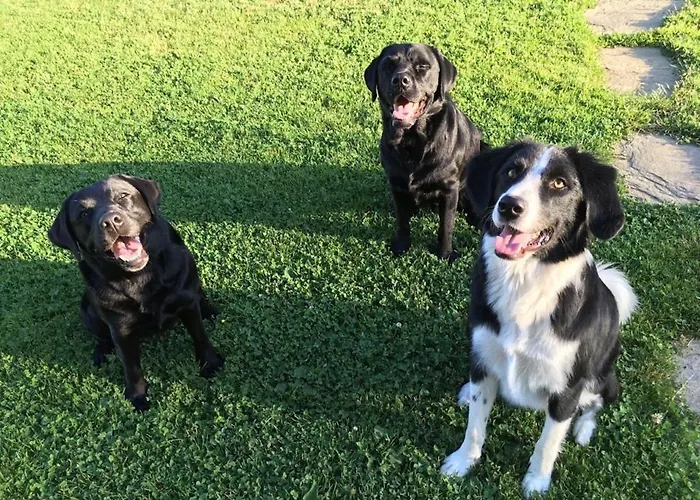 Varm: Vegan Bio-farm For Dog Lovers And Nature Enthusiasts * Bergla