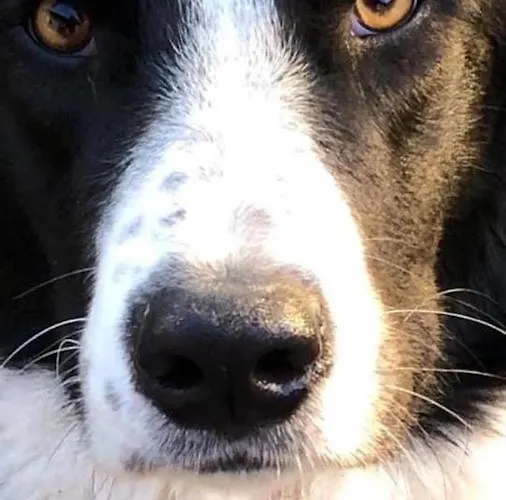 Apartment Kellerstöckl Am Veganen Bio-lebenshof Varm - Vegane Farm