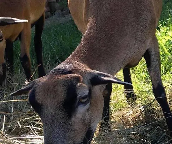 Kellerstoeckl Am Veganen Bio-lebenshof 