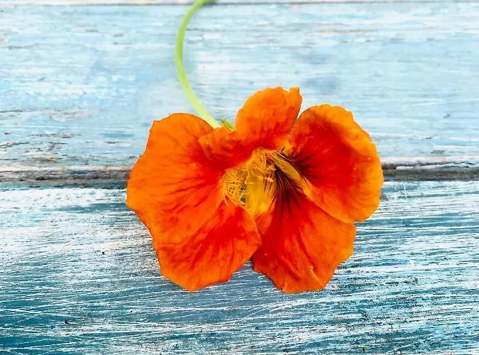 Kellerstoeckl Am Veganen Bio-lebenshof 